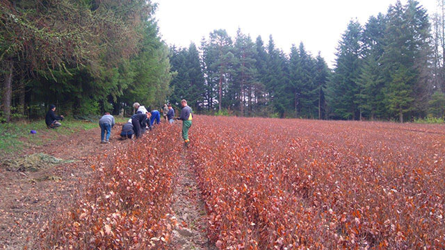 Buk przygotowany do zalesienia - szkółka w Orelcu Fot.Łukasz-Dziuban