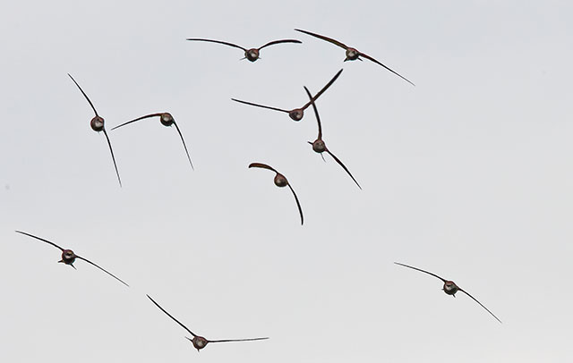 J. Witowicz, Druga eskadra